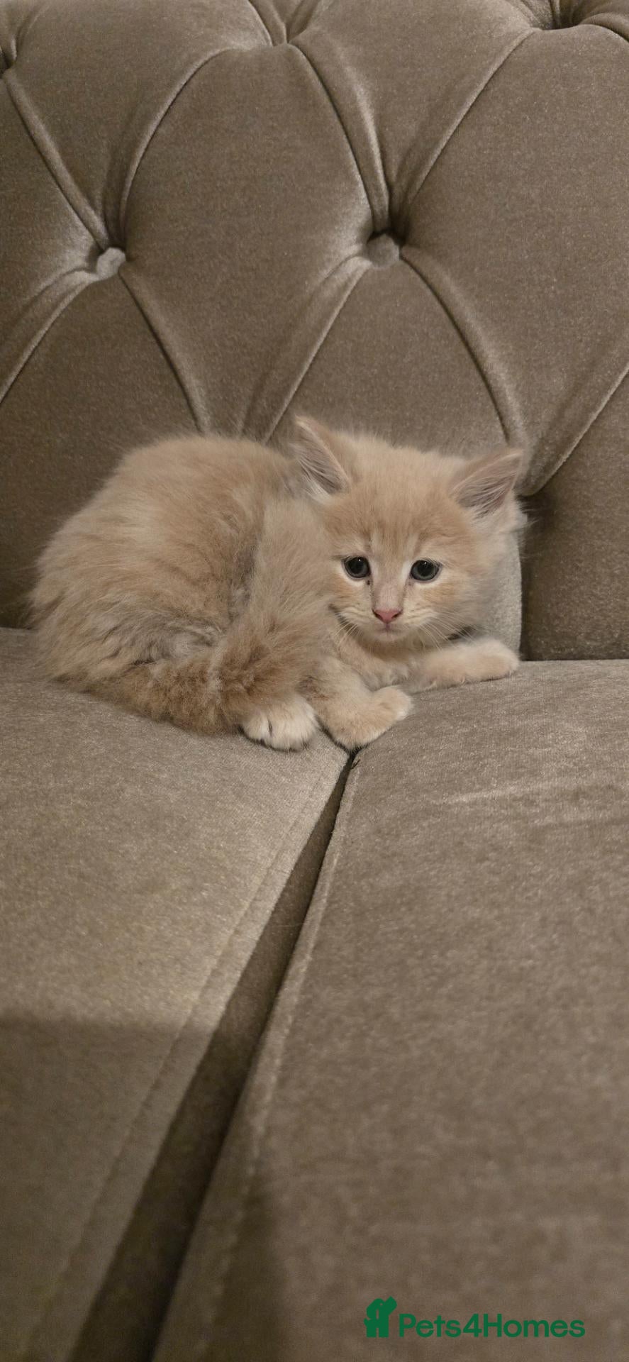 Mixed Breed cats Dad full miane coon  mum mixed ragdoll - Advert 1