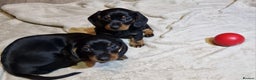 Miniature Dachshund dogs for sale: Champion bloodlines excellent quality KC miniature - Advert 20
