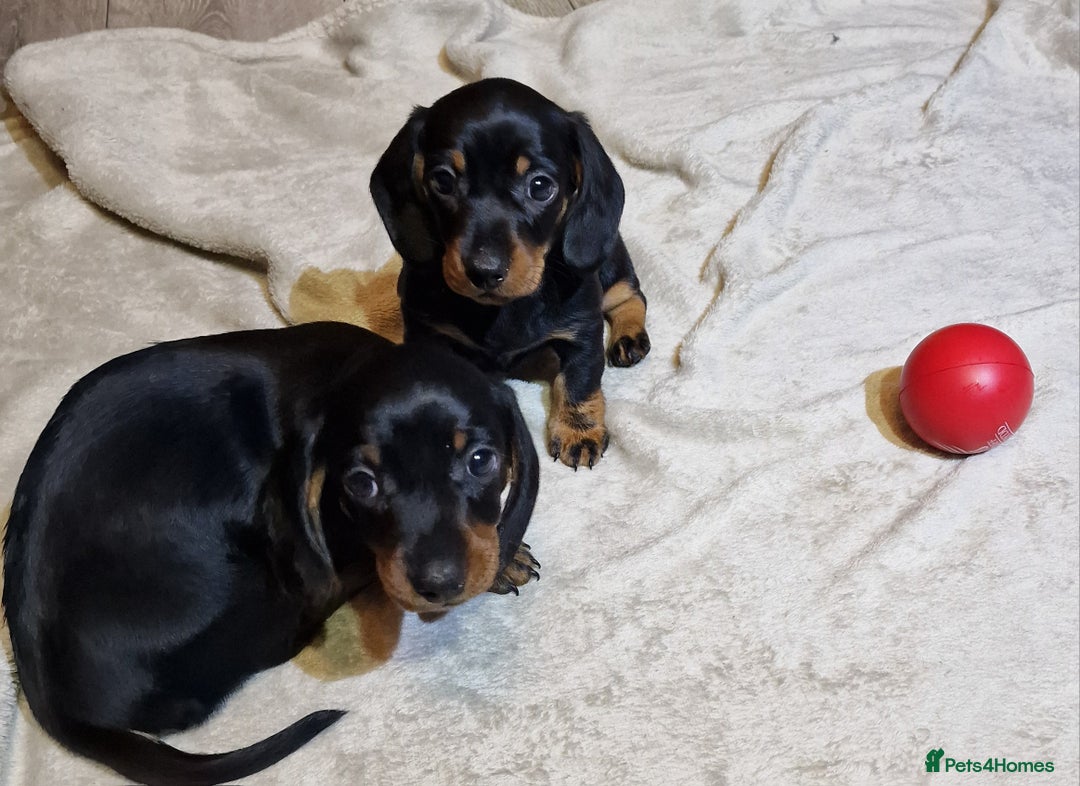 Miniature Dachshund dogs for sale: Champion bloodlines excellent quality KC miniature - Advert 20
