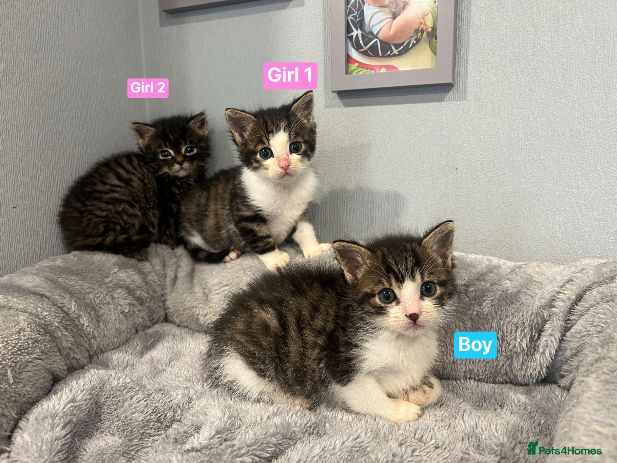 Mixed Breed cats 3 Hand reared Kittens  - Advert 1