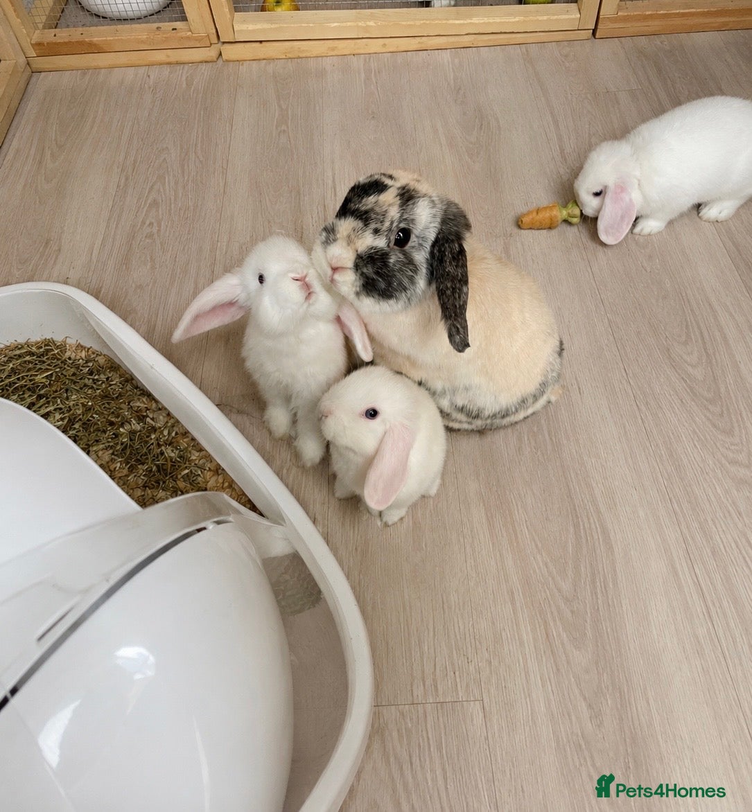 Mini Lop rabbits Beautiful mini lops for sale  - Advert 2