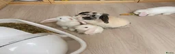 Mini Lop rabbits for sale: Beautiful mini lops for sale  - Advert 7