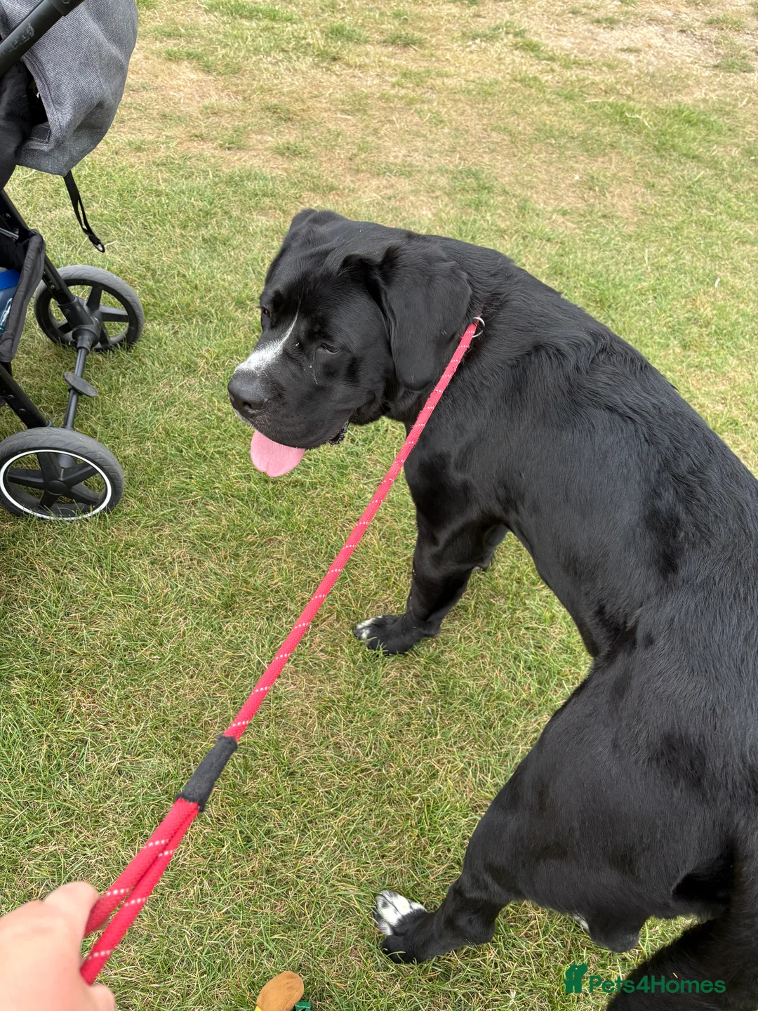 Mixed Breed dogs for sale: NO LITTER. REHOMING DOG - Advert 9