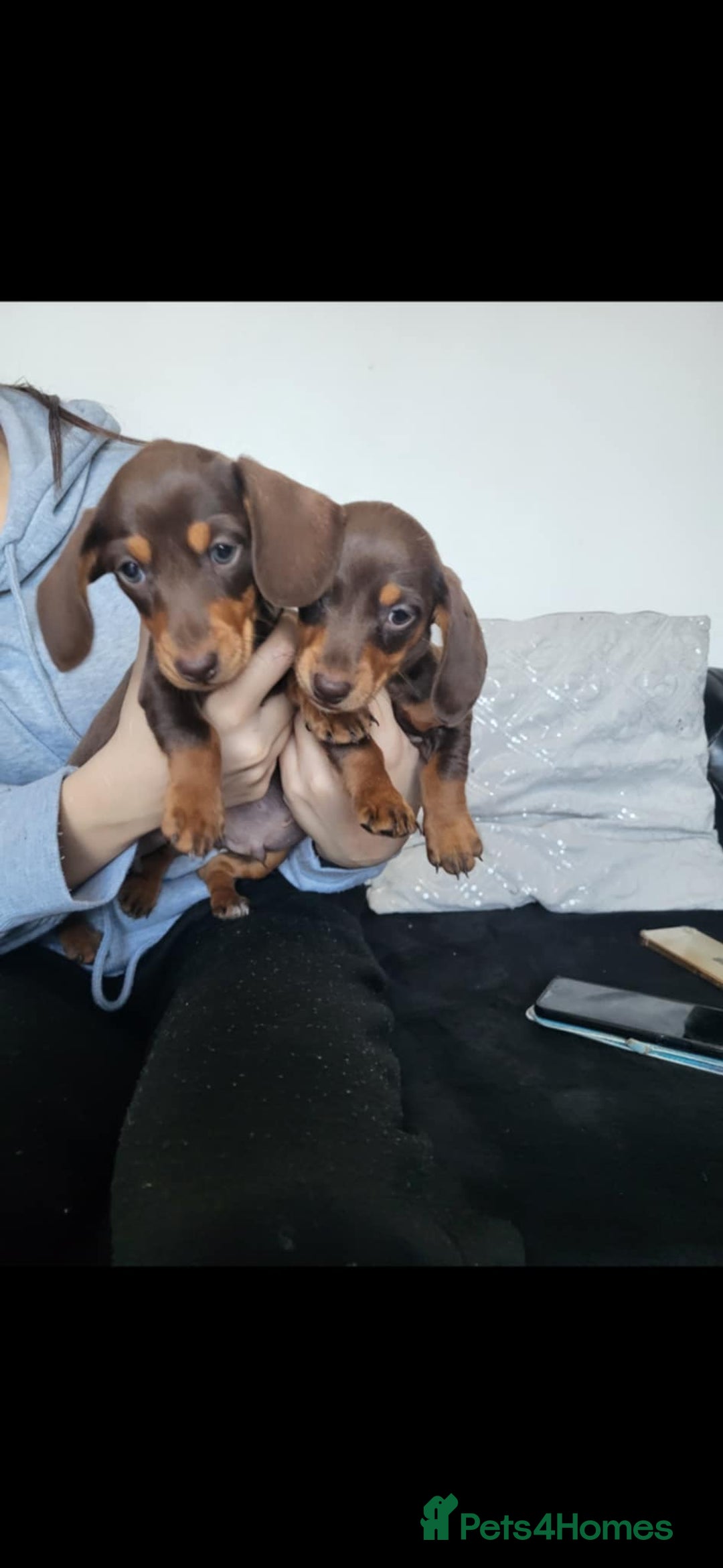 Dachshund dogs for sale: dachshund puppy for sale ! - Image 9