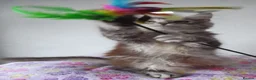 Maine Coon cats for sale: Gorgeous TICA silver Euro poly/non poly Active/pet - Advert 5
