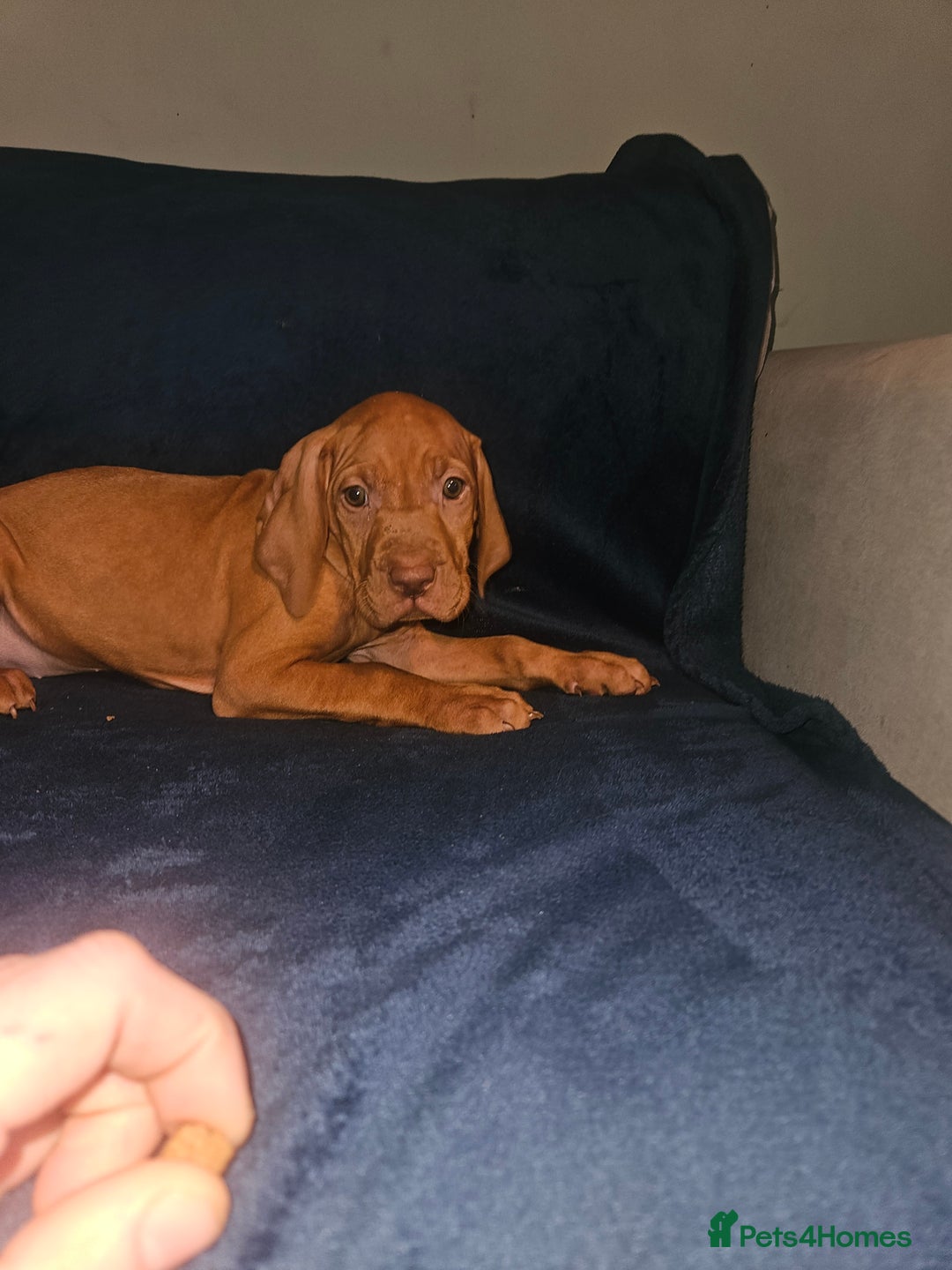 Hungarian Vizsla dogs for sale: 🏆🇭🇺 KC Registered Hungarian Vizsla Pups - Advert 32