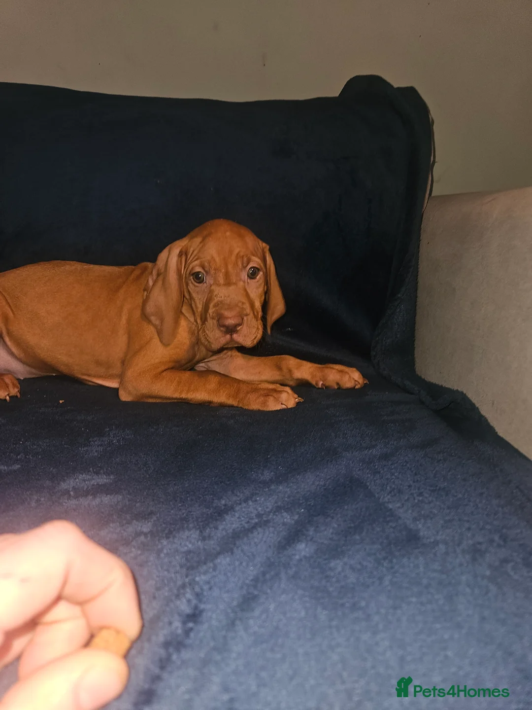 Hungarian Vizsla dogs for sale: 🏆🇭🇺 KC Registered fully trained HungarianVizsla - Advert 34