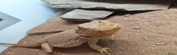 Bearded Dragon reptiles for sale: Bearded Dragaon With Complete Setup in London - Advert 1
