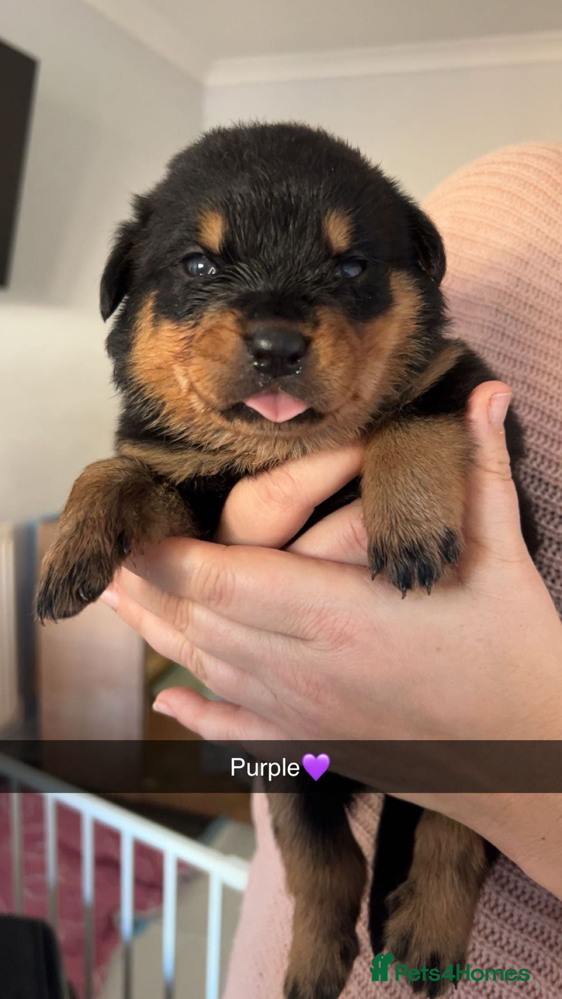 Rottweiler dogs 🐾 Stunning KC Registered Rottweiler Puppies  - Advert 3