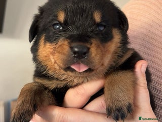 Rottweiler dogs 🐾 Stunning KC Registered Rottweiler Puppies - Advert 4