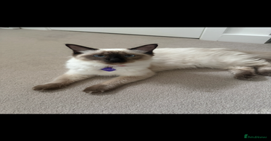 Ragdoll cats - Advert 3