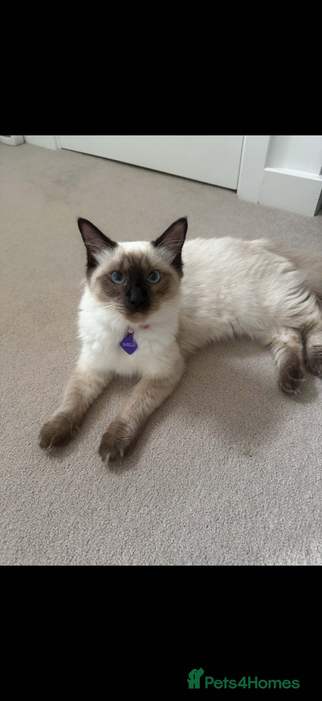Ragdoll cats for sale: Beautiful ragdoll seeking forever home!  - Image 2