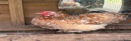 Chickens poultry for sale: Pure Pekin pullets  - Advert 15