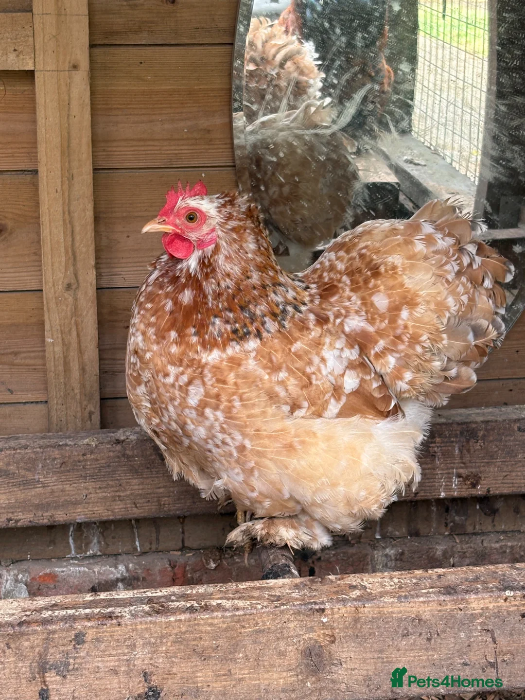 Chickens poultry for sale: Pure Pekin pullets  - Advert 15