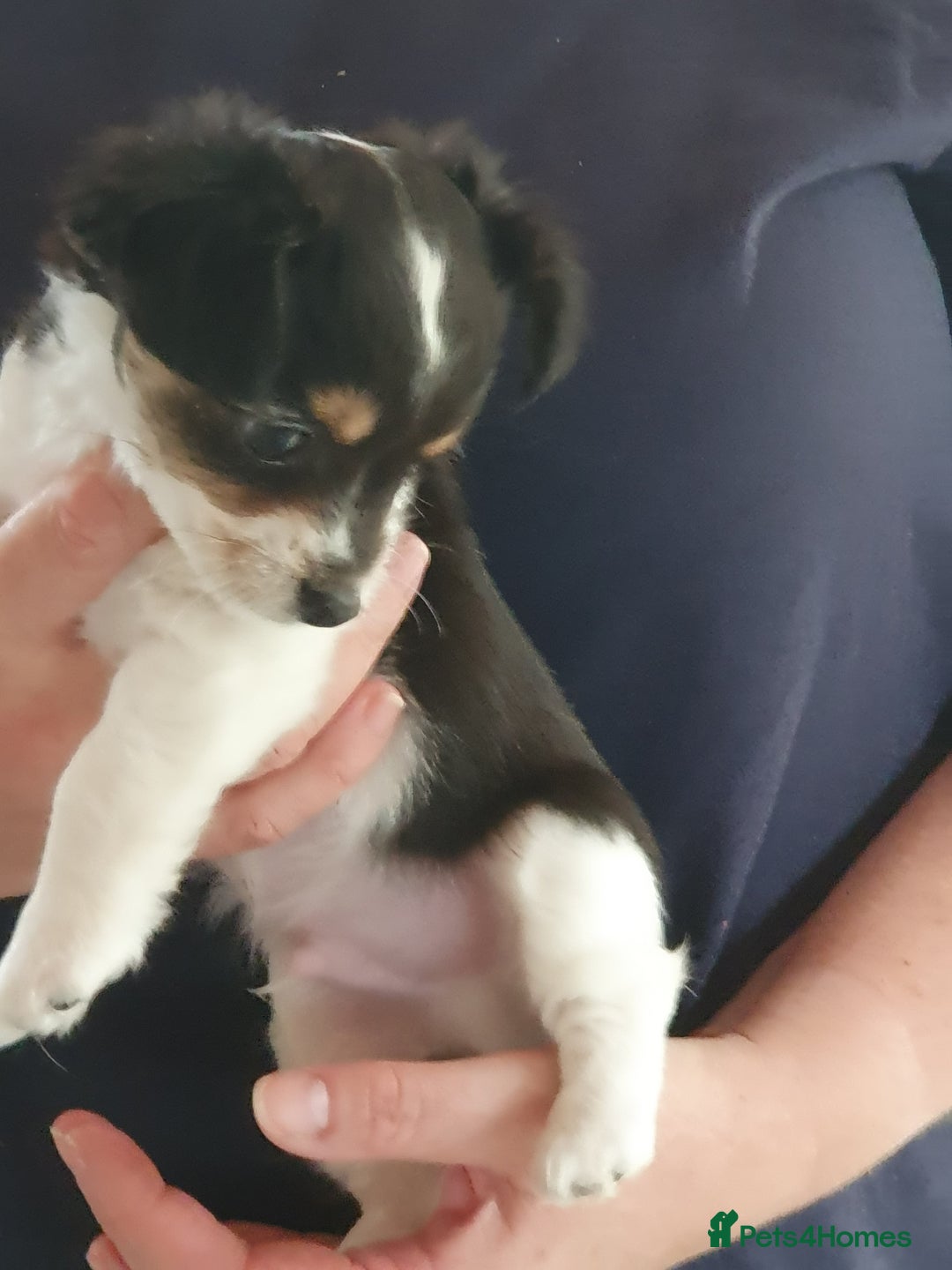 Chiweenie dogs for sale: Chihuahua pups - Image 4