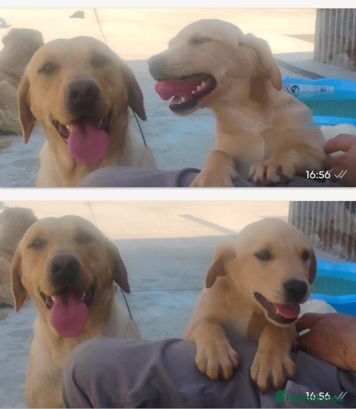Labrador Retriever dogs KC registered Labours Fully vaccinated  - Advert 12