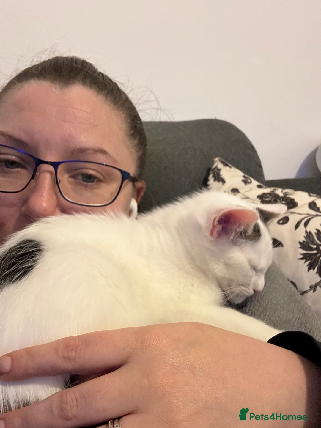 British Shorthair cats for sale: Kittens - Advert 5