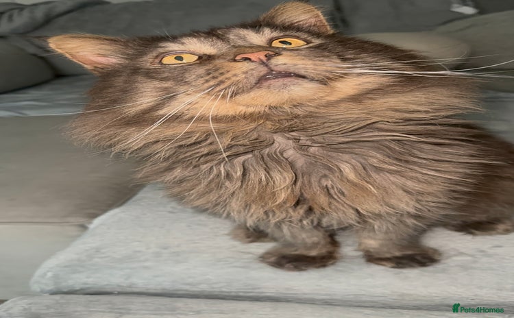 Maine Coon cats BlACK FRIDAY OFFER! TICA Active Champion male STUD - Advert 5