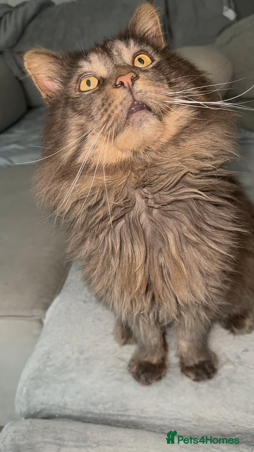 Maine Coon cats for stud: TICA Active Champion male STUD - Advert 2