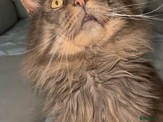 Maine Coon cats BlACK FRIDAY OFFER! TICA Active Champion male STUD - Advert 10