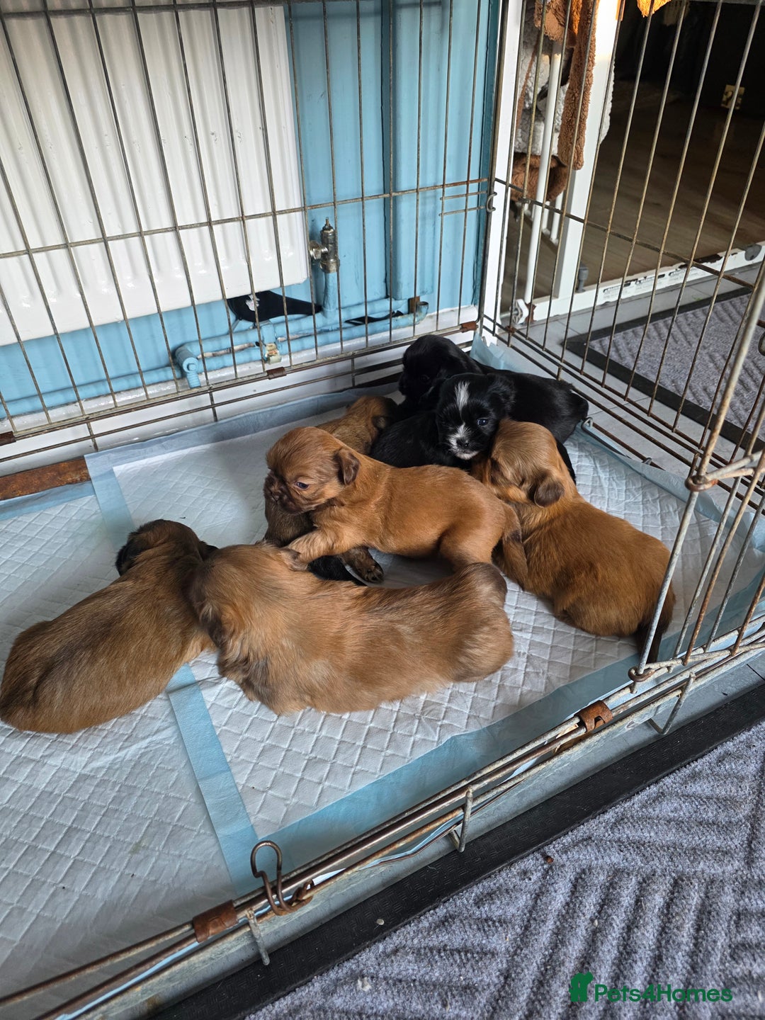Shih Tzu dogs for sale: Stunning full pedigree miniature shih tzu puppies  - Image 5