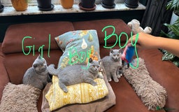 British Shorthair cats for sale: British Shorthair kittens - Image 4