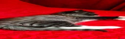 Mixed Breed cats for sale: KITTENS - Advert 9
