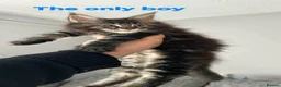 Maine Coon cats for sale: Champion bloodline maine coon kittens  - Advert 4