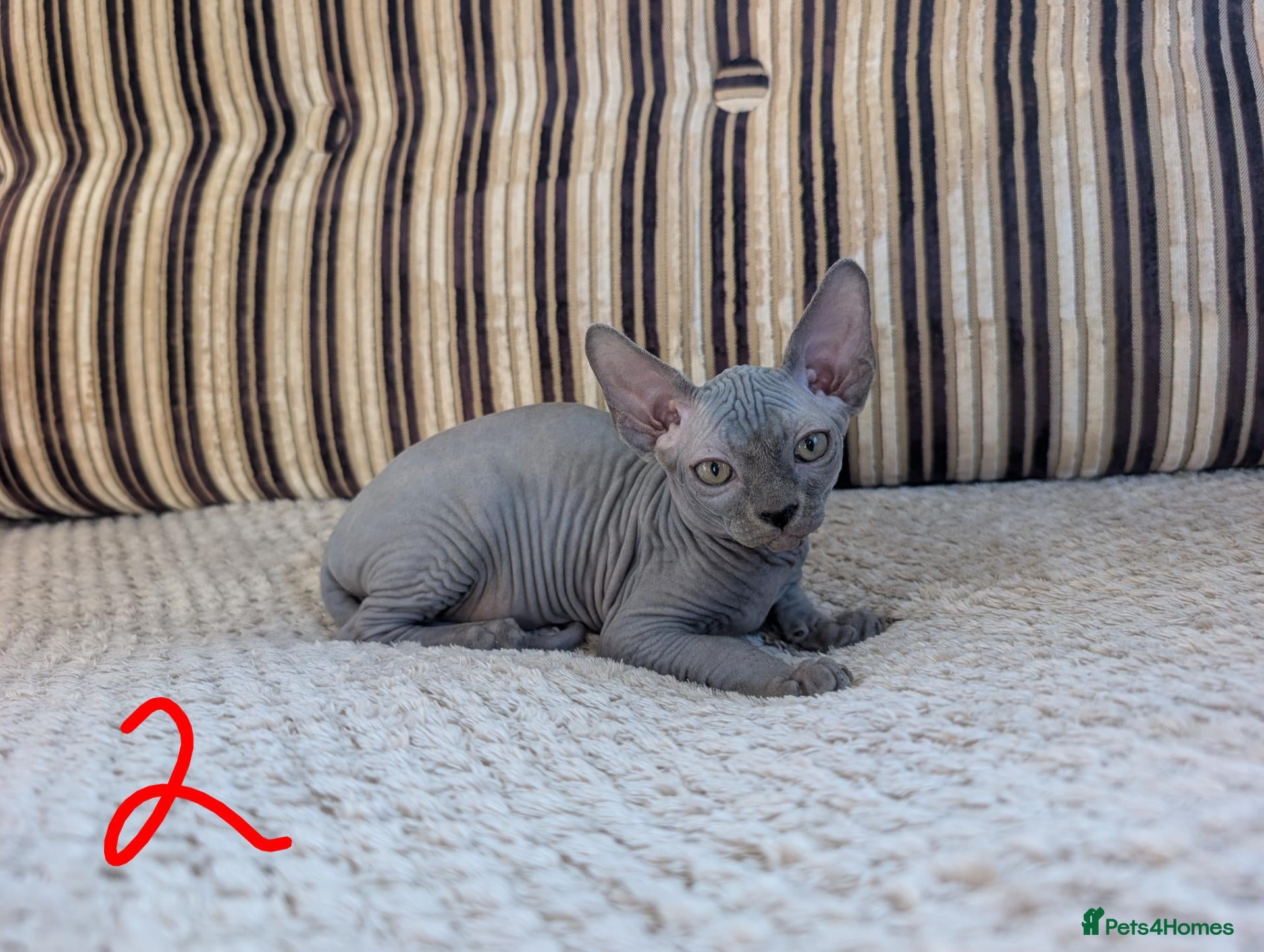 Sphynx cats Ready for a new home! - Advert 2