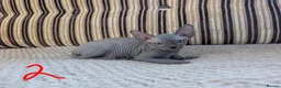 Sphynx cats for sale: Ready for reservation  - Advert 4