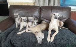 Whippet dogs for sale: Whippet pup's high quality Cruft winning bloodline - Image 2