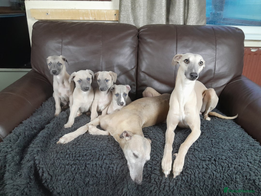 Whippet dogs for sale: Whippet pup's high quality Cruft winning bloodline - Image 2