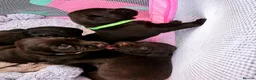 Labradoodle dogs for sale: Beautiful Labrador × Labradoodle Puppies  in Alfreton - Advert 23