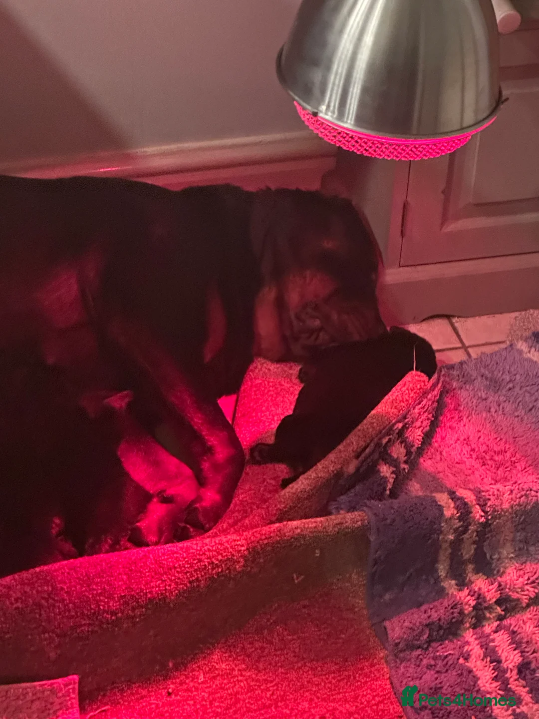 Rottweiler dogs for sale: Beautiful Rottweiler puppies  - Advert 13