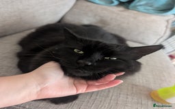 Maine Coon cats for sale: Maine coon cross looking for forever home - Image 6