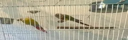 Parrots birds for sale: Stunning Companion Parrots–DNA Tested & Healthy in Bognor Regis - Advert 5