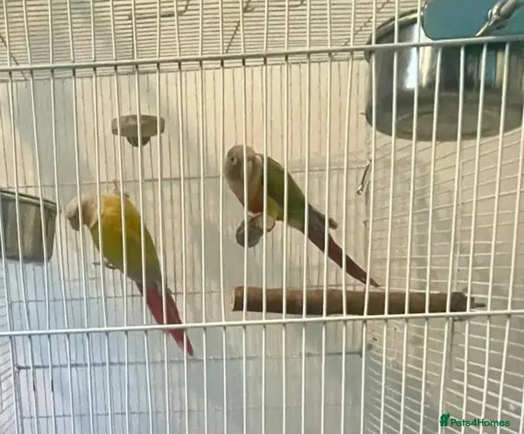 Parrots birds for sale: Stunning Companion Parrots–DNA Tested & Healthy in Bognor Regis - Advert 5