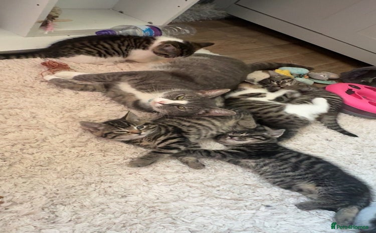 Mixed Breed cats - Advert 4