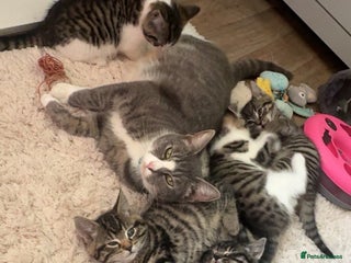 Mixed Breed cats for sale - Advert 1