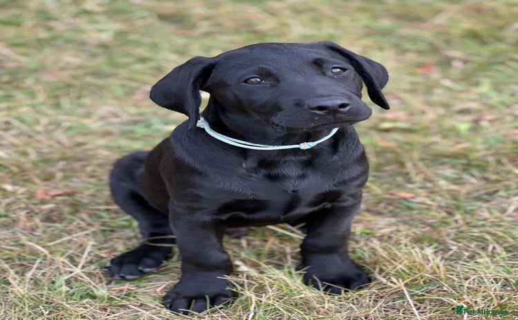 Labrador Retriever dogs - Advert 3