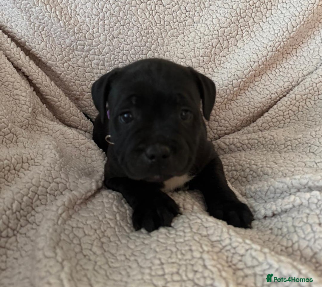 Staffordshire Bull Terrier dogs for sale: Stunning Staffordshire Bull Terrier Pups  - Advert 9