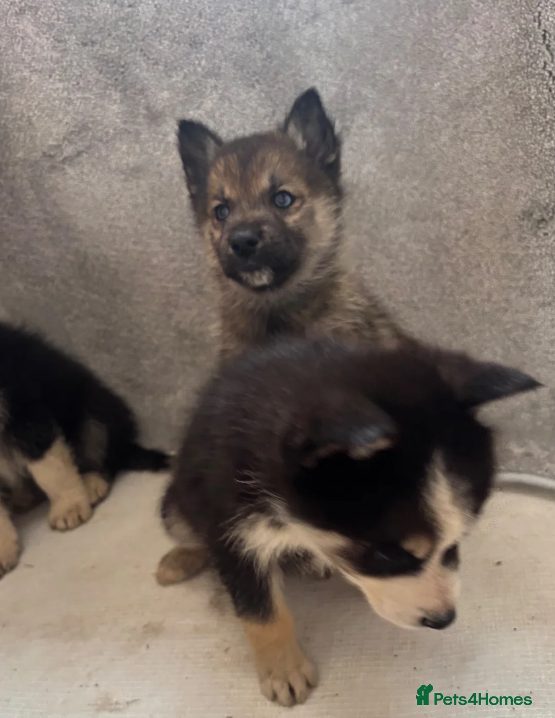 Shepsky dogs for sale: German shepherd cross husky puppy’s  - Advert 2