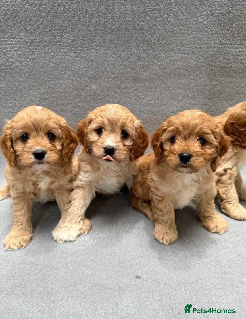 Cavapoo dogs Stunning health Tested Cavapoo puppies - Advert 2