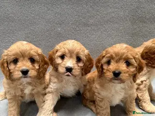 Cavapoo dogs Stunning health Tested Cavapoo puppies - Advert 2