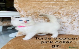 Ragdoll cats for sale: Beautiful ragdoll kittens  - Image 5