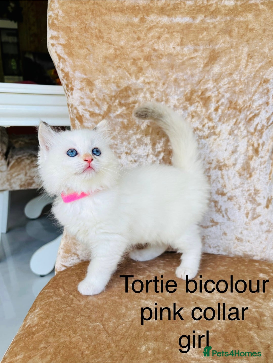 Ragdoll cats for sale: Beautiful ragdoll kittens  - Image 5