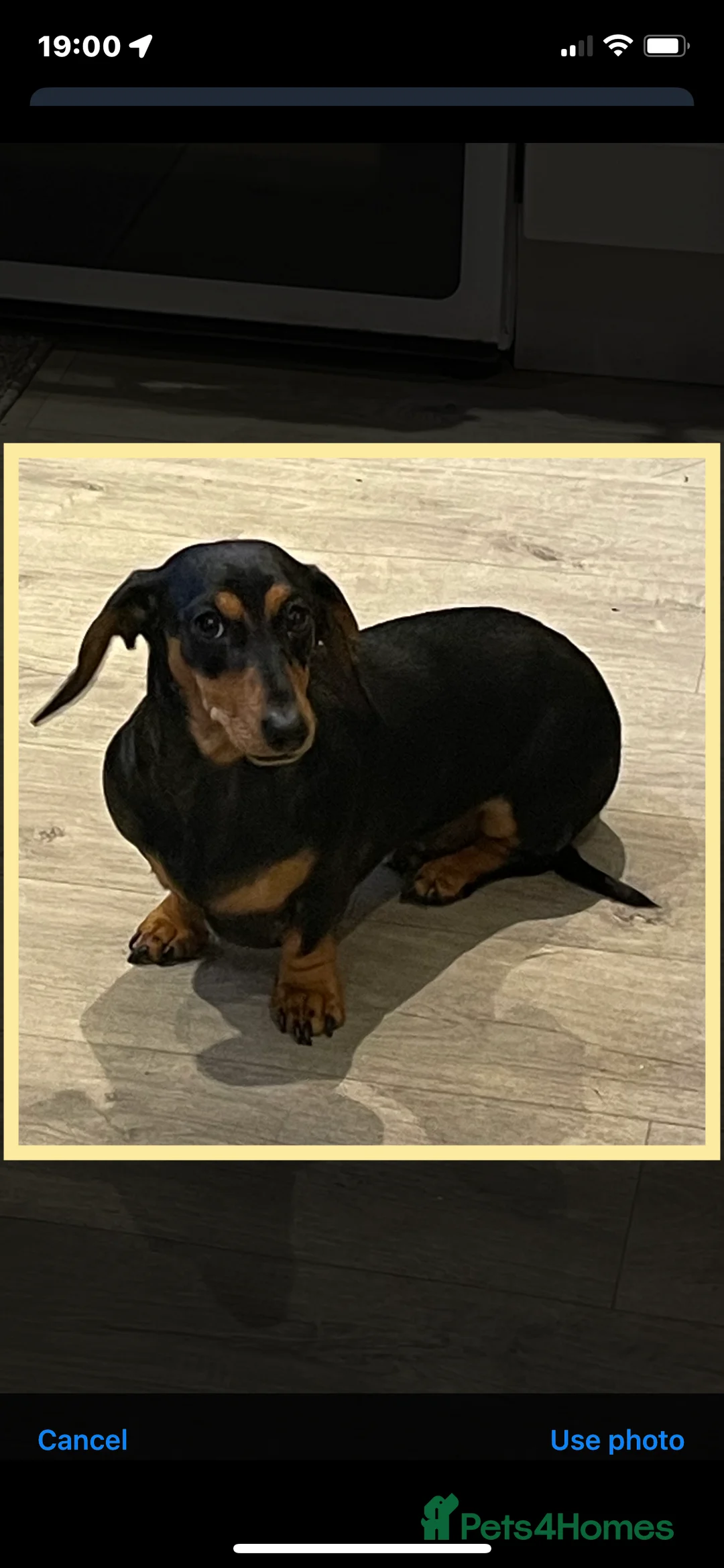 Miniature Dachshund dogs for sale: Miniature dachshund puppies - Advert 2