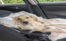 Goldador dogs for sale: Kobe  - Image 3