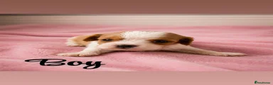 Cavalier King Charles Spaniel 1