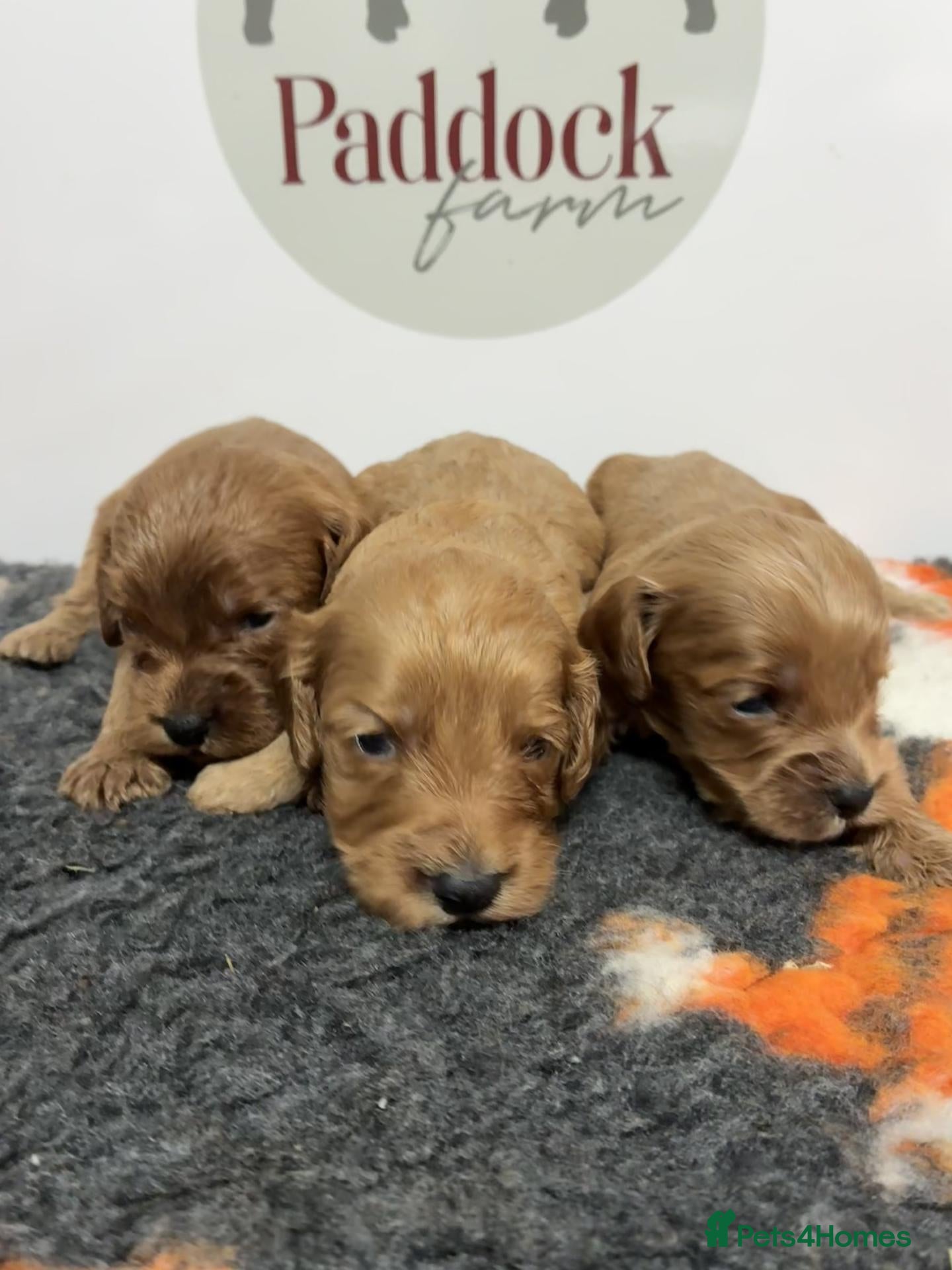 Cavapoo dogs 🌟 Beautiful Cavapoo puppies 🌟 - Advert 1